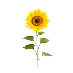 Obraz premium Bright sunflower with green leaves, isolated on a white background.