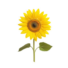 Obraz premium Bright sunflower with vibrant yellow petals on a white isolated background.