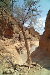 Obraz premium Lone tree in Sesriem Canyon, Namibia 