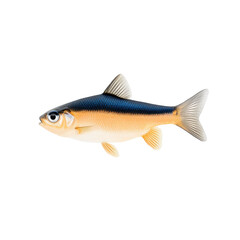 Fototapeta premium Colorful fish illustration on a white isolated background.