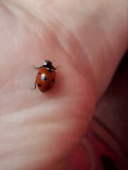 Close-up of a ladybug crawling on a human hand with a soft background