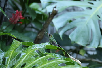 Colibrí bañándose © Isabel