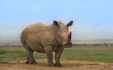 Naklejka premium single cute and curious southern white rhino calf standing alert in the wild plains of solio game reserve, kenya