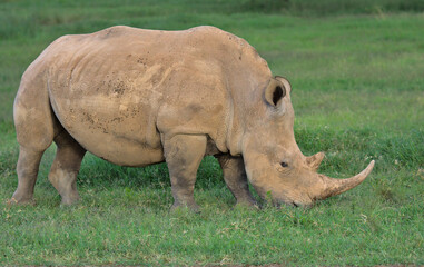 Fototapeta premium side view of single southern white rhino feeding on grass in the wild solio game reserve, kenya