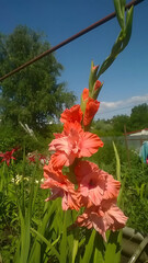 Beautiful peach gladiolus blooming in a garden with blue sky