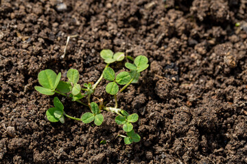 young seedling of meadow clover in the garden