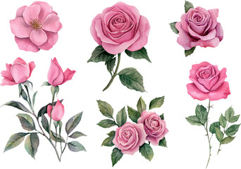 watercolor set of roses vector illustration