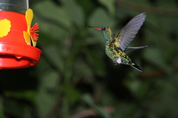 Colibrí en la noche © Isabel