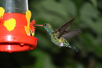 Colibrí brillando en la noche