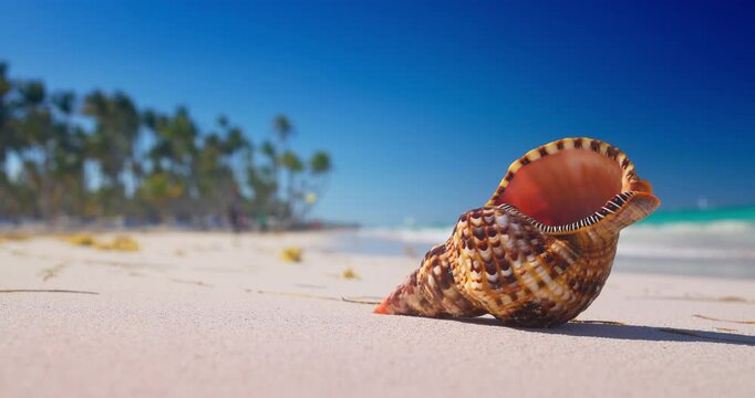 Exotic Seashell on Tropical Caribbean Beach Shore with Ocean waves and Palm Trees in Background, summer vacation in Dominican Republic, Punta Cana