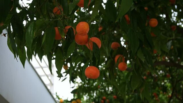 Mandarins and citrus fruits hanging on branches in a lush orchard. Traditional fruit farming at its finest, showcasing harvesting winter fruits and orange picking in an orchard.