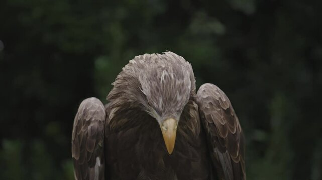 portrait rapace diurne pygargue a queue blanche