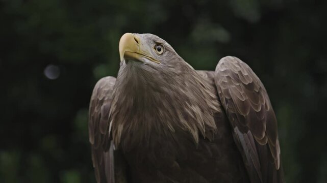 portrait rapace diurne pygargue &agrave; queue blanche