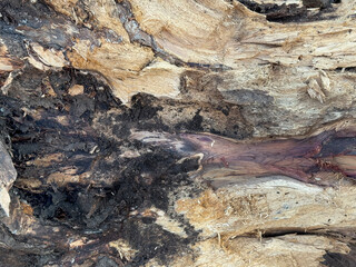 Close up of natural raw cut wood trunk texture. Solid wood log or timber log texture with dark...