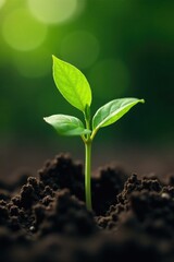 Thin green shoot breaking through soil surface, plant, growth, leaves