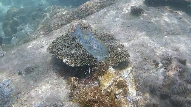 A rabbitfish (Siganidae) nibbles on plastic waste entangled in algae on a coral reef. This highlights marine pollution and the risk of plastic ingestion in fish consumed by humans.