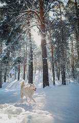 dog running in the snow