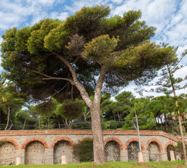 Old stone pine against the brick retaining wall in park