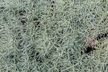 Italian strawflower stems with gray-blue leaves in overcast day