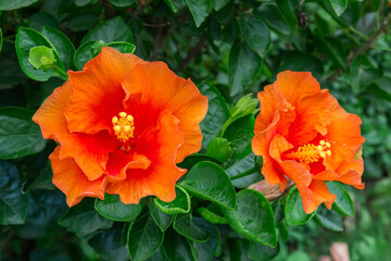 Orange flowers of Chinese hibiscus in overcast weather close-up