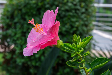 Pink flower of Chinese hibiscus in overcast weather close-up