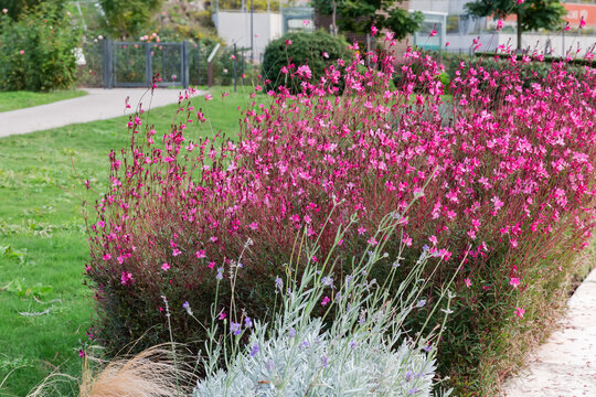 Blooming ornamental pink gaura on flowerbed in overcast day