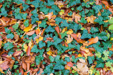 Section of ground overgrown with ivy among the fallen leaves