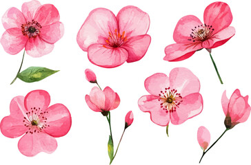 pink and white flowers