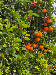 Orange on Orange tree in streets of Sevilla