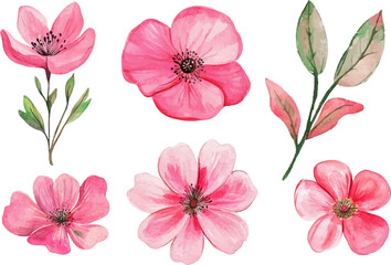 pink and white flowers