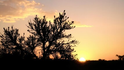 Silhouette of an acacia tree with a vibrant sunrise in the background, yellow, sky, landscape