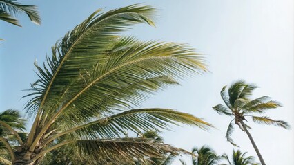 Swaying palm fronds in gentle tropical breeze, lush, greenery, nature