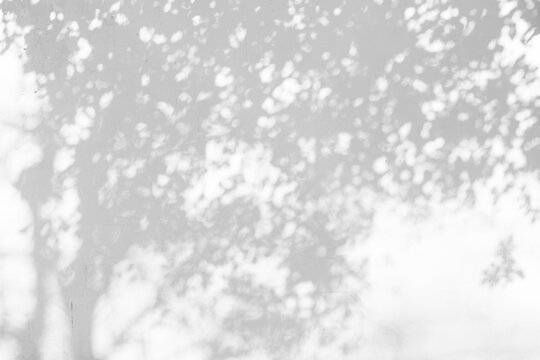 trees branch and leaf with shadow on a white concrete wall. Leaf pattern. Blurred background.