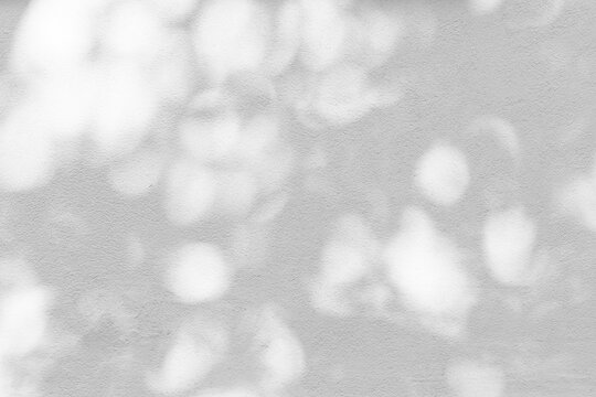 Trees branch and leaf with shadow on a white concrete wall.