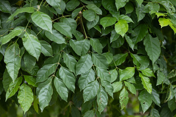 Close-Up of Lush Green Tree Leaves Outdoors