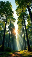 Obraz premium Towering trees stretch towards the sky in morning sun, leaves, sunlight filter