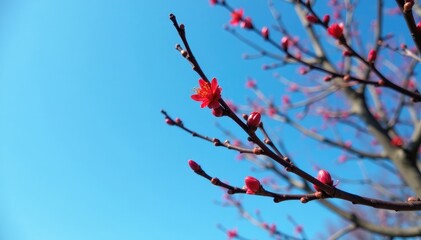 Branches with tightly closed buds against blue sky, tree branches, tree limbs