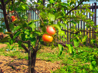 Apple tree with ripe red apples in orchard. Ripe apples in orchard