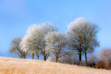 Bäume und Sträucher bedeckt mit Rauhreif im Sonnenschein