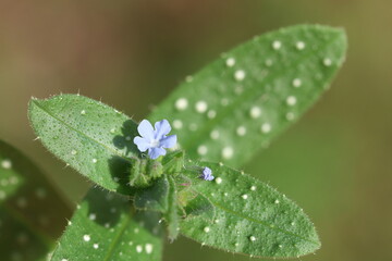 Flower and leaves of Melanortocarya obtusifolia (Bluish Nonea or Blue Nonea) 