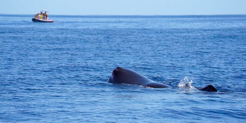 Sperm whale or cachalot, Physeter macrocephalu.