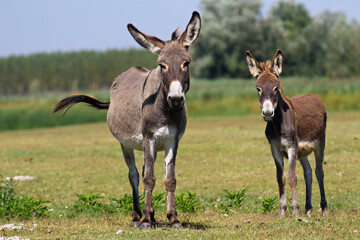 a gray mother donkey and a brown foal look curiously at the camera