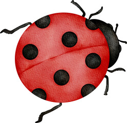 Obraz premium watercolor ladybug