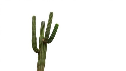 Single Saguaro Cactus Cut Out against White Background, nature scene, botanical illustration