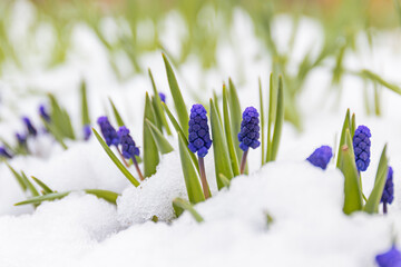 blue grape hyacinth flowers emerging from snow in spring landscape