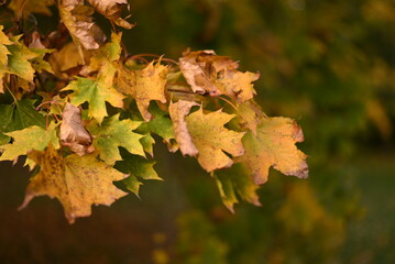 Photographing autumn maple trees and red maple leaves