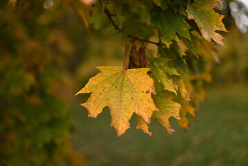 Photographing autumn maple trees and red maple leaves