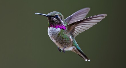 Fototapeta premium Stunning Hummingbird in Flight Green Background Wildlife Photography