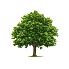 Obraz premium Lush Green Deciduous Tree Isolated on Transparent background