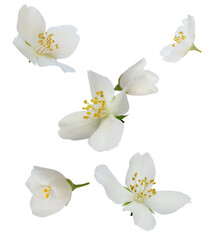 Falling/flying white jasmine flowers and buds on isolated transparent background. Cut out. Spring...